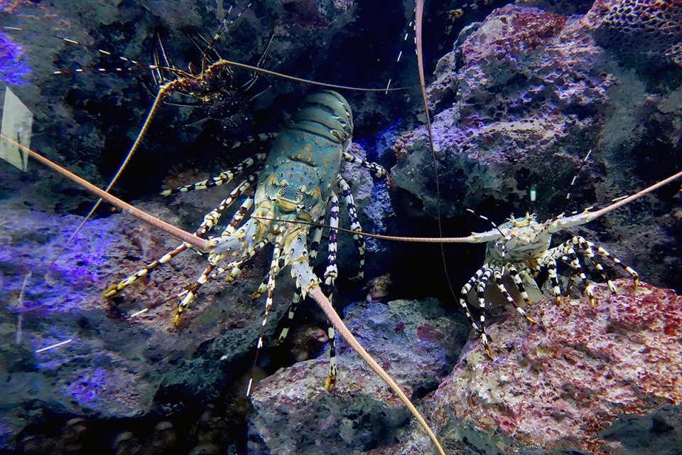 美ら海水族館